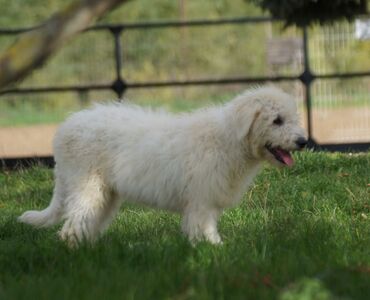 Female Komondor...