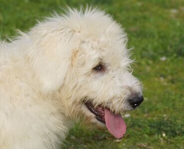 Female Komondor...