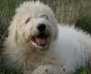 Female Komondor...