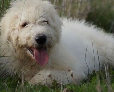 Female Komondor...