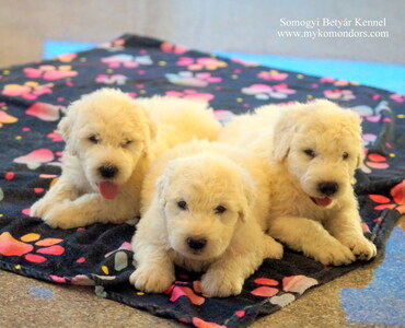 Komondor puppy for...