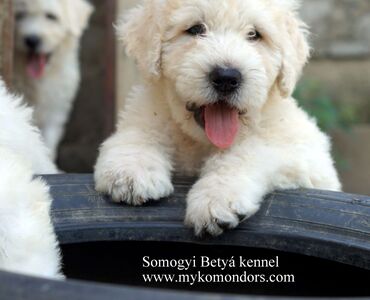 Komondor puppy for...