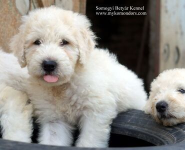 Komondor puppy for...